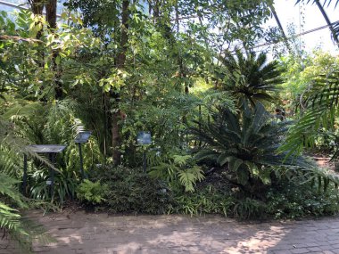 ropenhaus, Tropikal dağ ormanı veya Tropischer Bergwald - Zürih Üniversitesi Botanik Bahçesi veya Botanischer Garten der Universitaet Zuerich, İsviçre