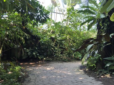 ropenhaus, Tropikal dağ ormanı veya Tropischer Bergwald - Zürih Üniversitesi Botanik Bahçesi veya Botanischer Garten der Universitaet Zuerich, İsviçre