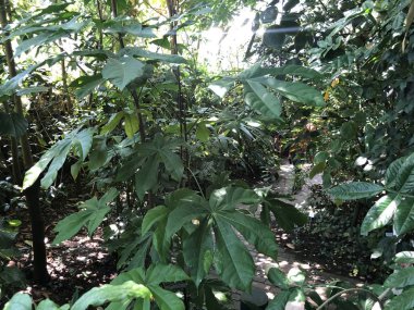 ropenhaus, Tropikal dağ ormanı veya Tropischer Bergwald - Zürih Üniversitesi Botanik Bahçesi veya Botanischer Garten der Universitaet Zuerich, İsviçre