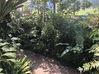 ropenhaus, Tropikal dağ ormanı veya Tropischer Bergwald - Zürih Üniversitesi Botanik Bahçesi veya Botanischer Garten der Universitaet Zuerich, İsviçre