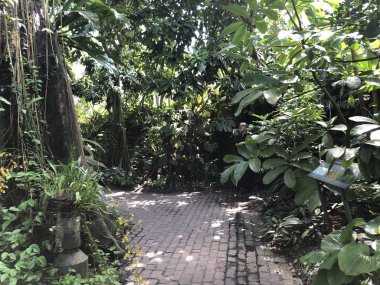 Tropenhaus, Lowland ormanı veya Tiefland Wald - Zürih Üniversitesi Botanik Bahçesi veya Botanischer Garten der Universitaet Zuerich, İsviçre