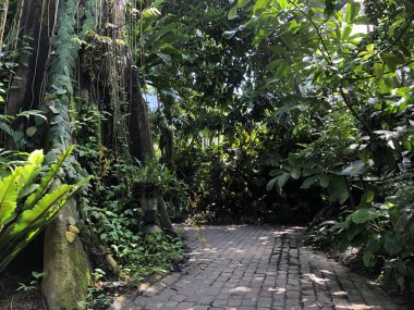 Tropenhaus, Lowland ormanı veya Tiefland Wald - Zürih Üniversitesi Botanik Bahçesi veya Botanischer Garten der Universitaet Zuerich, İsviçre