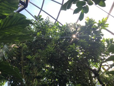 Tropenhaus, Lowland ormanı veya Tiefland Wald - Zürih Üniversitesi Botanik Bahçesi veya Botanischer Garten der Universitaet Zuerich, İsviçre