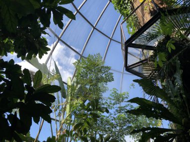 Tropenhaus, Lowland ormanı veya Tiefland Wald - Zürih Üniversitesi Botanik Bahçesi veya Botanischer Garten der Universitaet Zuerich, İsviçre