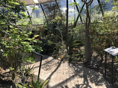 Tropenhaus, Trockengebiete - Zürih Üniversitesi Botanik Bahçesi veya Botanischer Garten der Universitaet Zuerich, İsviçre