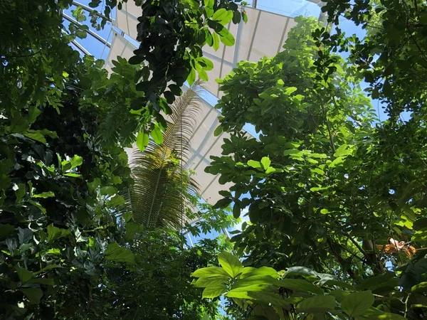 Ropenhaus Tropikal Dağ Ormanı Veya Tropischer Bergwald Zürih Üniversitesi Botanik — Stok fotoğraf