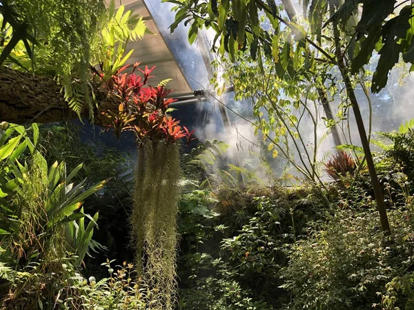 Tropenhaus, Lowland ormanı veya Tiefland Wald - Zürih Üniversitesi Botanik Bahçesi veya Botanischer Garten der Universitaet Zuerich, İsviçre