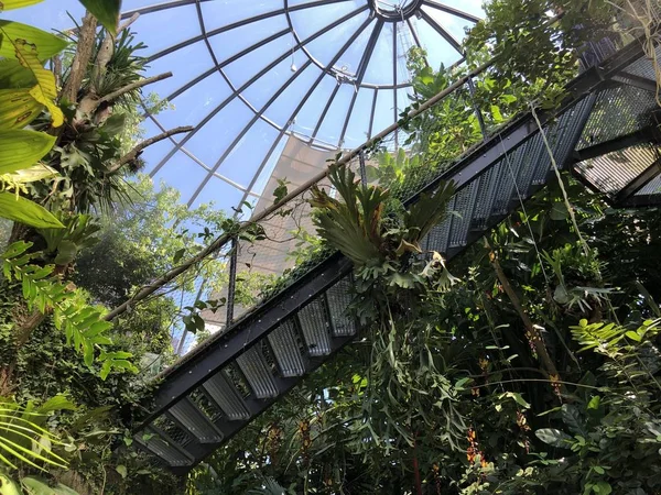 Tropenhaus, Lowland ormanı veya Tiefland Wald - Zürih Üniversitesi Botanik Bahçesi veya Botanischer Garten der Universitaet Zuerich, İsviçre