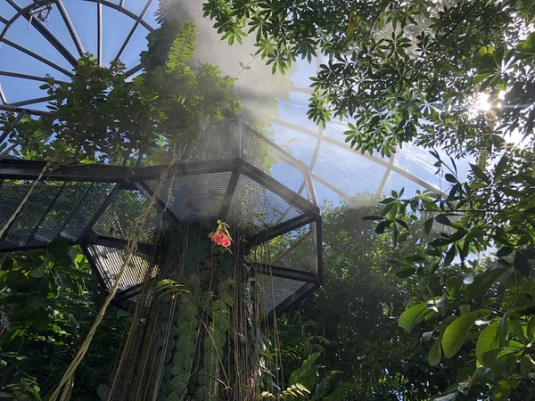 Tropenhaus Lowland Ormanı Veya Tiefland Wald Zürih Üniversitesi Botanik Bahçesi — Stok fotoğraf