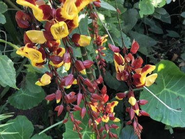 Zürih Üniversitesi veya Botanischer Garten der Universitaet Zuerich, İsviçre Botanik Bahçesi Çiçekler