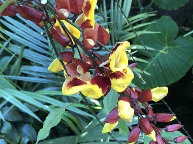 Zürih Üniversitesi veya Botanischer Garten der Universitaet Zuerich, İsviçre Botanik Bahçesi Çiçekler