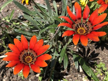 Zürih Üniversitesi veya Botanischer Garten der Universitaet Zuerich, İsviçre Botanik Bahçesi Çiçekler