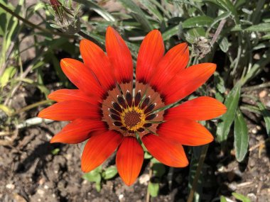 Zürih Üniversitesi veya Botanischer Garten der Universitaet Zuerich, İsviçre Botanik Bahçesi Çiçekler