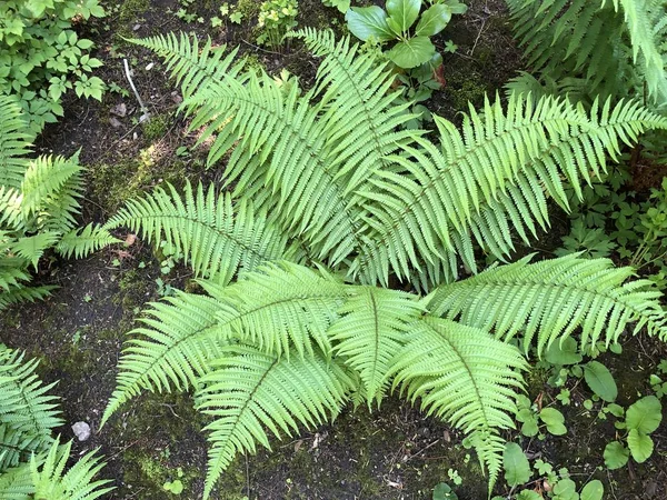 Dryopteris Affinis Felce Maschio Squamosa Felce Maschio Dorata Orto Botanico — Foto Stock