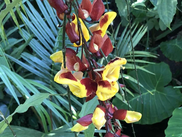 Zürih Üniversitesi veya Botanischer Garten der Universitaet Zuerich, İsviçre Botanik Bahçesi Çiçekler