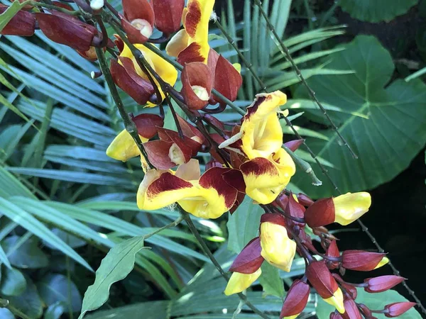 Zürih Üniversitesi veya Botanischer Garten der Universitaet Zuerich, İsviçre Botanik Bahçesi Çiçekler