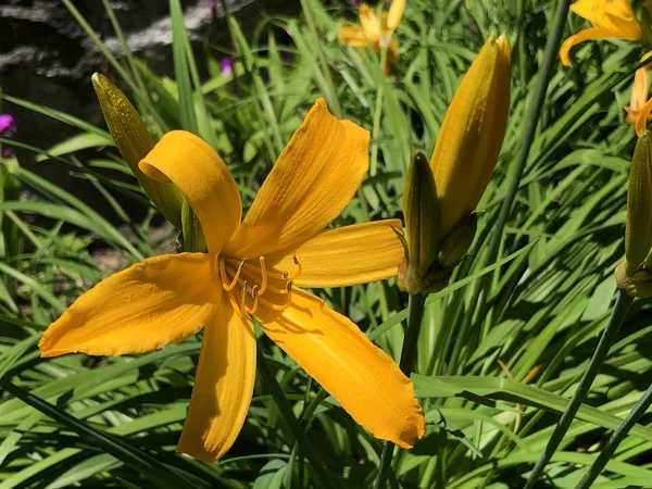 Hemerocallis Middendorffa Nebo Amur Daylily Botanická Zahrada Univerzity Curychu Nebo — Stock fotografie