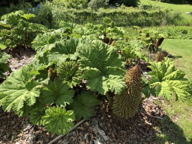 Gunnera tinctoria, dev ravent, Şili ravent veya Mammutblatt - Botanik Bahçesi Zürih veya Botanik Bahçesi Garten Zuerich, İsviçre