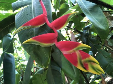 Heliconia rostrata, Asma ıstakoz pençesi veya cennet sahte kuş - Botanik Bahçesi Zürih veya Botanischer Garten Zuerich, İsviçre