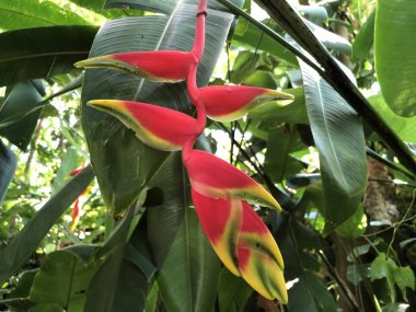 Heliconia rostrata, Asma ıstakoz pençesi veya cennet sahte kuş - Botanik Bahçesi Zürih veya Botanischer Garten Zuerich, İsviçre