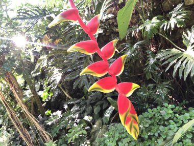 Heliconia rostrata, Asma ıstakoz pençesi veya cennet sahte kuş - Botanik Bahçesi Zürih veya Botanischer Garten Zuerich, İsviçre
