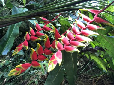 Heliconia rostrata, Asma ıstakoz pençesi veya cennet sahte kuş - Botanik Bahçesi Zürih veya Botanischer Garten Zuerich, İsviçre