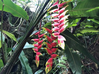 Heliconia rostrata, Asma ıstakoz pençesi veya cennet sahte kuş - Botanik Bahçesi Zürih veya Botanischer Garten Zuerich, İsviçre