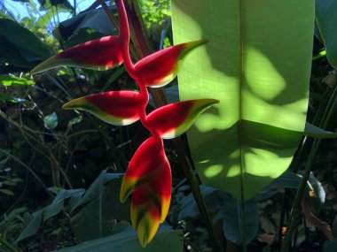 Heliconia rostrata, Asma ıstakoz pençesi veya cennet sahte kuş - Botanik Bahçesi Zürih veya Botanischer Garten Zuerich, İsviçre