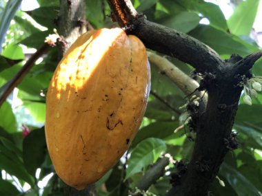 Theobroma kakao, ayrıca kakao ağacı, kakao ağacı veya Kakobaum denir - Botanik Bahçesi Zürih veya Botanischer Garten Zuerich, İsviçre