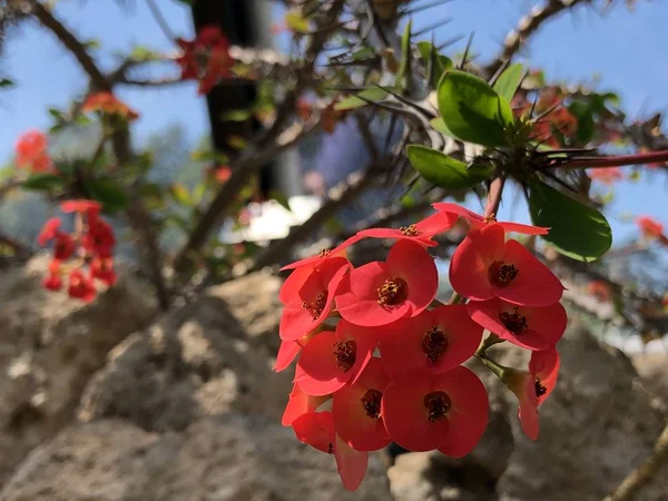 Euphorbia Milii Korona Cierniowa Roślina Chrystusa Chrystus Cierń Lub Corona — Zdjęcie stockowe