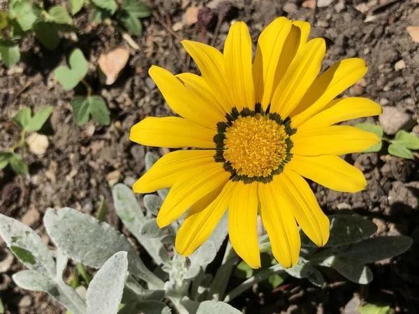 Dimorphotheca Aurantica Oder Afrikanisches Gänseblümchen Botanischer Garten Zürich Oder Botanischer — Stockfoto