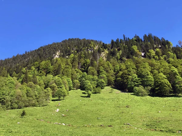 Weilanden Gemengde Bossen Vallei Van Wagital Waegital Door Alpen Meer — Stockfoto