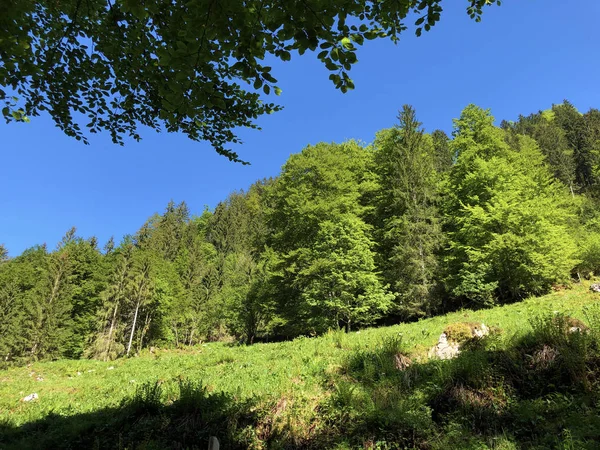 Pascoli Boschi Misti Nella Valle Wagital Waegital Presso Lago Alpino — Foto Stock