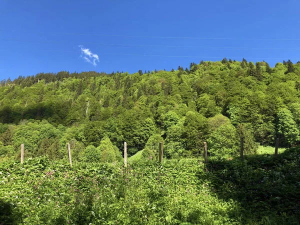 Pastos Bosques Mixtos Valle Wagital Waegital Junto Lago Alpino Wagitalersee —  Fotos de Stock