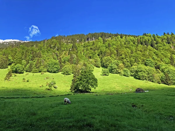 Pastos Bosques Mixtos Valle Wagital Waegital Junto Lago Alpino Wagitalersee —  Fotos de Stock