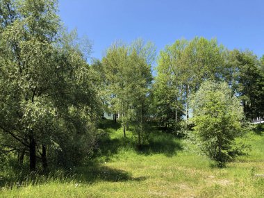 Zürih, İsviçre iş bölgesinde vahşi küçük bir vaha