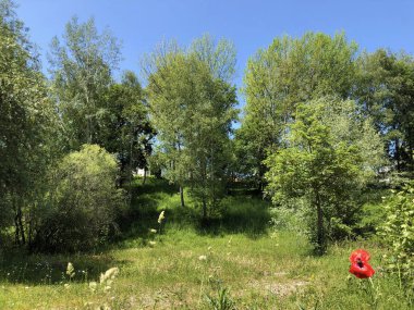 Zürih, İsviçre iş bölgesinde vahşi küçük bir vaha