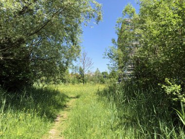 Zürih, İsviçre iş bölgesinde vahşi küçük bir vaha