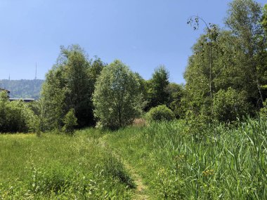 Zürih, İsviçre iş bölgesinde vahşi küçük bir vaha