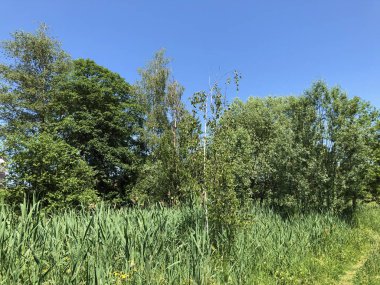 Zürih, İsviçre iş bölgesinde vahşi küçük bir vaha