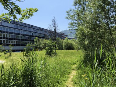 Zürih, İsviçre iş bölgesinde vahşi küçük bir vaha