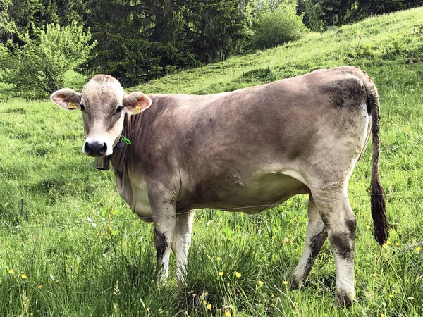 在瓦吉塔尔或瓦吉塔尔山谷的草地上的牛 以及高山瓦吉塔勒湖 瓦吉塔勒湖 内塔尔 瑞士施维茨州 — 图库照片