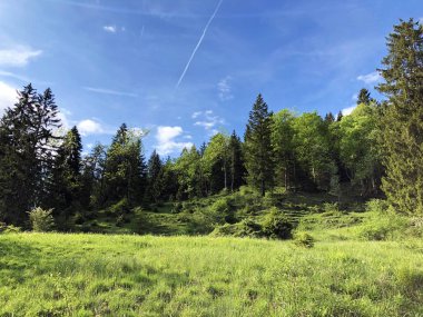 Wagital veya Waegital vadisinde ve alpwagitalersee (Waegitalersee), Innerthal - Schwyz Kantonu, İsviçre tarafından karışık ormanlar