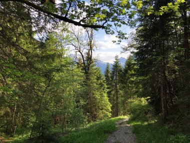 Wagital veya Waegital vadisinde ve alpwagitalersee (Waegitalersee), Innerthal - Schwyz Kantonu, İsviçre tarafından karışık ormanlar