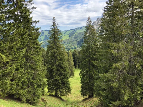 Evergreen Coniferous Forests Valley Wagital Waegital Alpine Lake Wagitalersee Waegitalersee — Stock Photo, Image