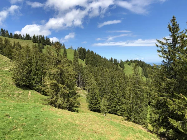 Bosques Hoja Perenne Coníferas Valle Wagital Waegital Junto Lago Alpino —  Fotos de Stock