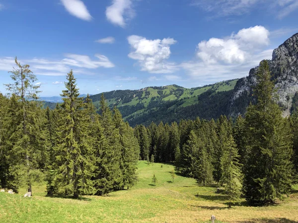 Вечнозеленые Хвойные Сосны Вагинале Вегетале Озера Ваггерзее Waegergersee Феталь Кантон — стоковое фото