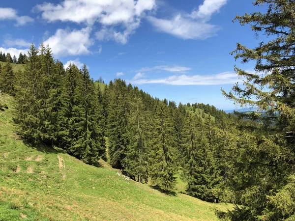 瓦吉塔尔或瓦吉塔尔山谷中的长绿或针叶林 以及瑞士施维茨州内塔塔尔 州的高山瓦吉塔勒湖 瓦吉塔勒湖 — 图库照片