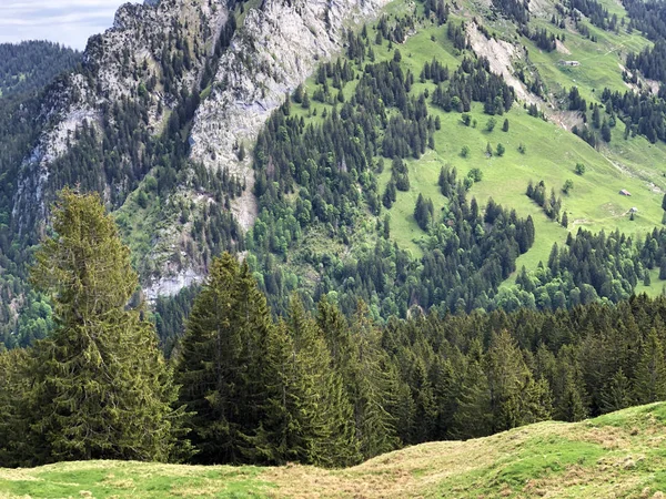 Stálezelené Nebo Jehličnaté Lesy Údolí Wagital Nebo Waegital Alpské Jezero — Stock fotografie