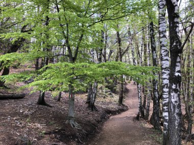 Ticino vadisinde yürüyüş ve yürüyüş parkurları, Monte Carasso - Ticino Kantonu, İsviçre